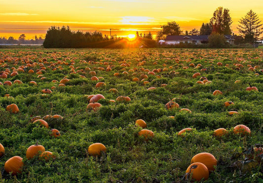 The Best Pumpkin Patches in North Texas for 2023-Olive Grove Coffee