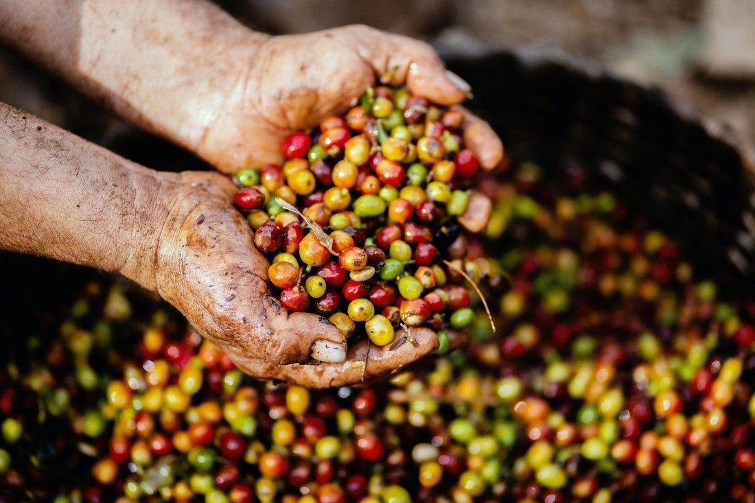 Beyond Coffee Certifications-Olive Grove Coffee