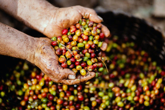 Beyond Coffee Certifications-Olive Grove Coffee